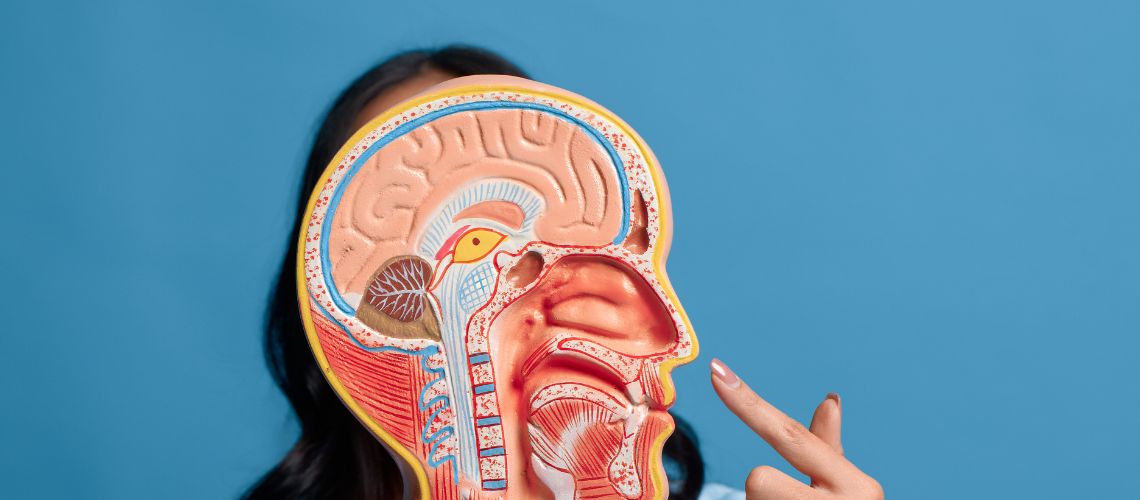 Burun Anatomisi ve İşlevi